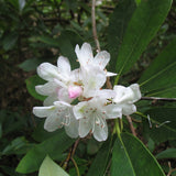 Rhododendron maximum (Great Laurel, Rosebay, Rosebay Rhododendron)