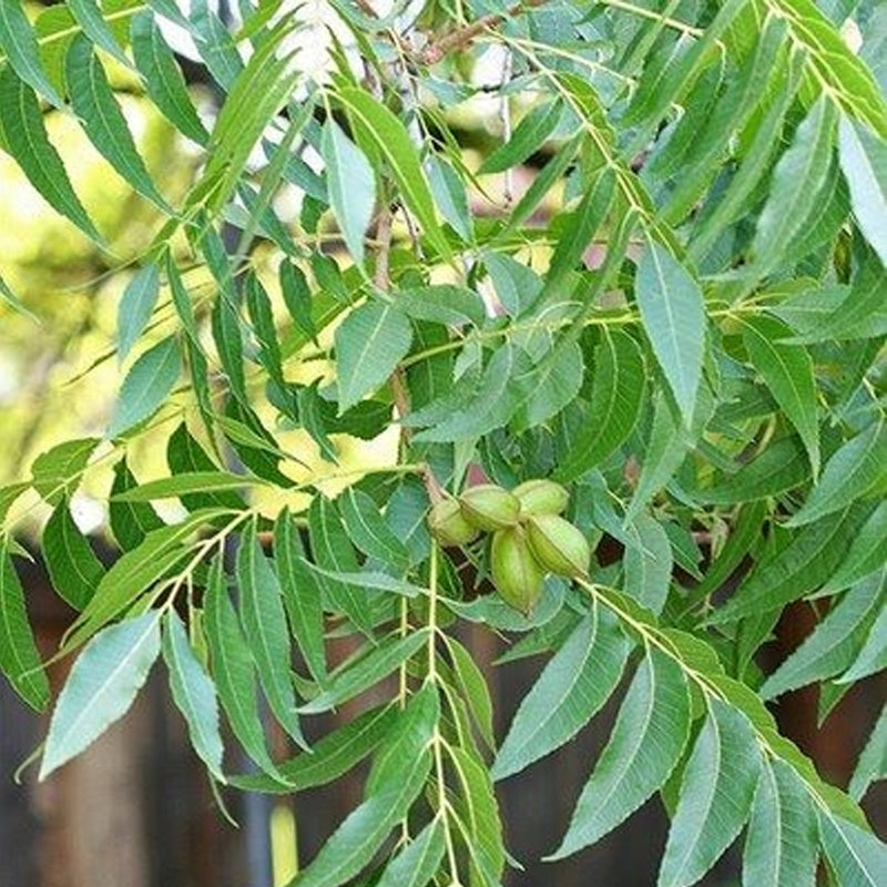 Carya illinoinensis (Pecan, Wild Pecan)