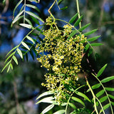 Schinus molle (Peruvian Peppertree, Pepper Tree)