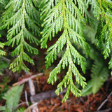 Thuja plicata (Western Redcedar, Western Red Cedar)