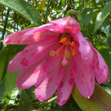 Passiflora mollisima (Banana Passion Fruit)