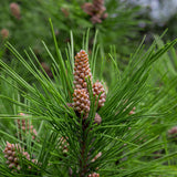 Pinus sylvestris rhodopaea (Scots Pine, Scotch Pine, European Red Pine, Baltic Pine)