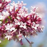 Syringa microphylla (Littleleaf  Lilac)