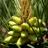 Pinus taeda (Loblolly Pine, Frankincense Pine)