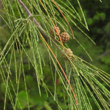 Casuarina equisetifolia (Beach Sheoak, Australian Pine)