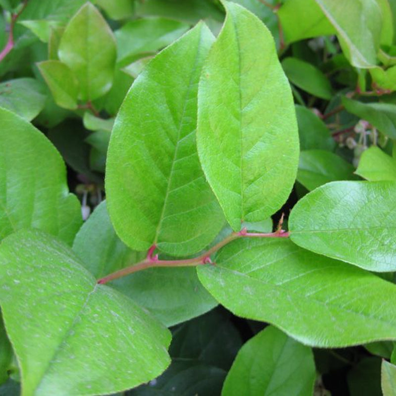 Gaultheria shallon (Shallon, Lemon Leaf) – MySeedsCo