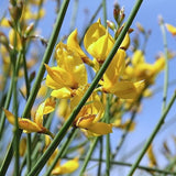 Spartium junceum (Spanish Broom)