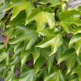 Parthenocissus tricuspidata (Boston Ivy, Grape Ivy, Japanese Creeper, Japanese Ivy, Woodbine)