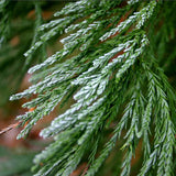 Sequoia gigantea (Giant Sequoia, Sierra Redwood, Dr. Seuss Tree)