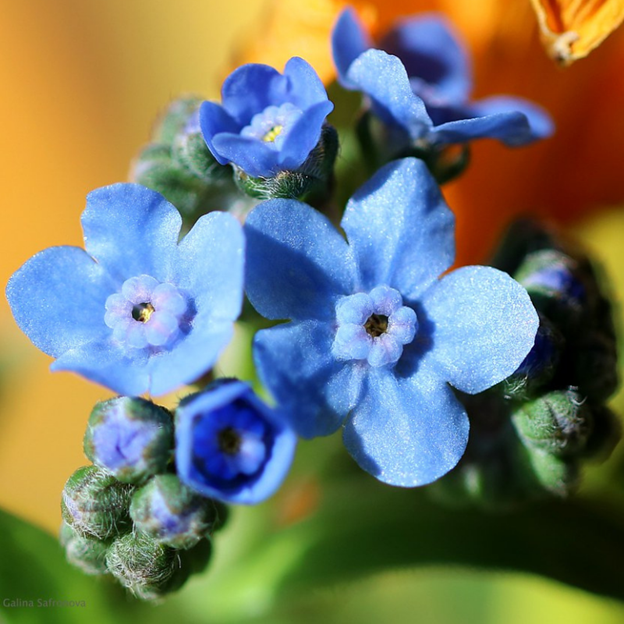 Cynoglossum amabile (Chinese Forget-Me-Not)
