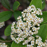 Cotoneaster coriaceus  d.b. (Milkflower Cotoneaster)