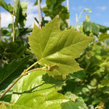 Platanus acerifolia c.s. (London Plane Tree)