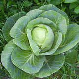 Early Jersey Wakefield Cabbage (Brassica oleracea)