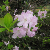 Rhododendron schlippenbachii (Royal Azalea)