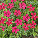 DIANTHUS deltoides 'Brilliant' (Maiden Pinks, Bright Rose)