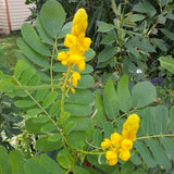 Cassia alata (Ringworm Cassia)