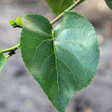 Alnus cordata (Italian Alder)