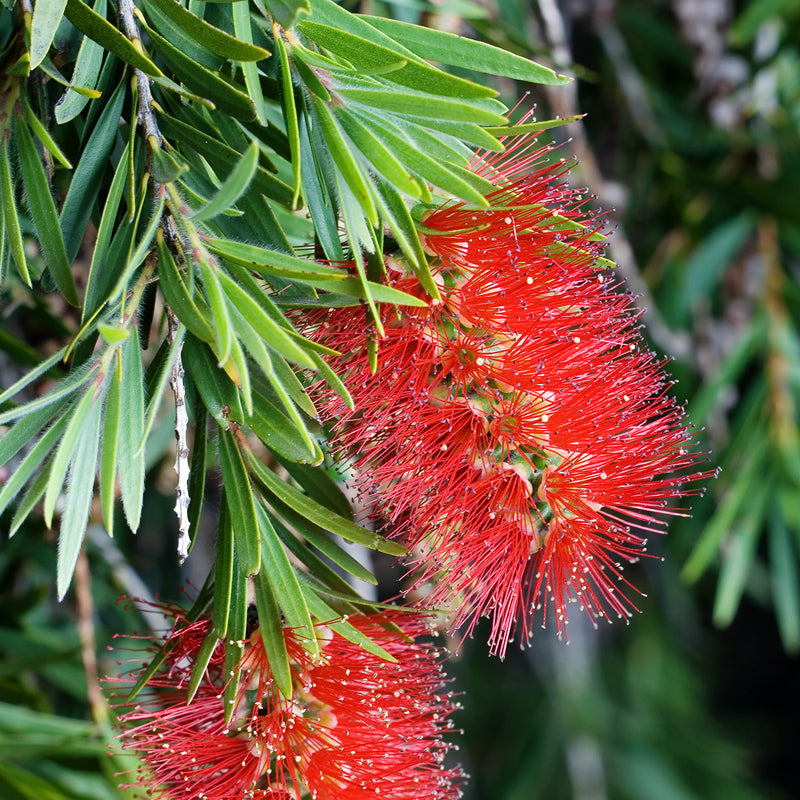 Callistemon citrinus (Scarlet bottle Brush)