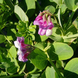 Lathyrus maritima (Beach Pea, Heath Pea)