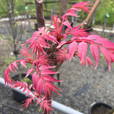 Toona sinensis (Chinese Toon, Chinese Mahogany, Red Toon)