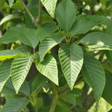 Sorbus alnifolia (Korean Mountain Ash)