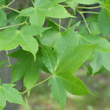 Acer oliverianum d.w. (Oliver Maple)
