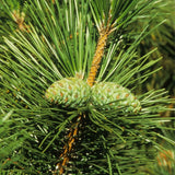 Pinus thunbergii (Japanese Black Pine)