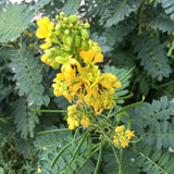 Cassia (Senna) marilandica (Wild Senna)