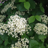 Viburnum dilatatum (Linden Arrowwood, Linden Viburnum)