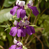 Collinsia heterophylla Chinese Houses