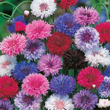 Centaurea cyanus (Cornflower, Tall Mixed)