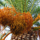 Phoenix canariensis (Canary Island Palm)