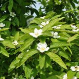 Mespilus germanica (Medlar, Showy Mespilus)