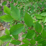 Ulmus pumila (Siberian Elm)