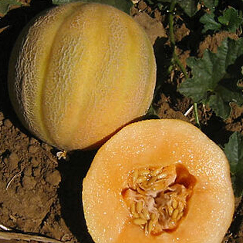 Minnesota Midget Melon (Cucumis melo)