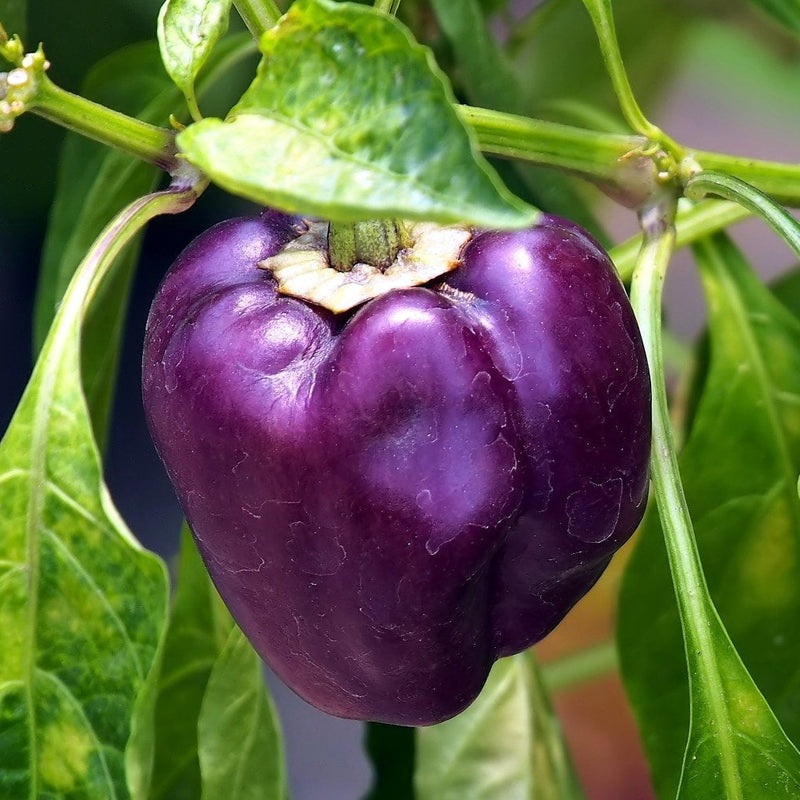 Violet Bell Pepper, SWEET (Capsicum annuum)