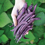 Dow Purple Pod, Pole Bean  (Organic) (Phaseolus vulgaris)