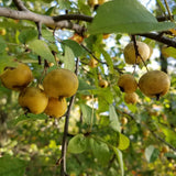 Malus baccata (Siberian Crabapple)