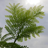 Gleditsia triacanthos inermis (Thornless Honeylocust, Thornless Honey locust)