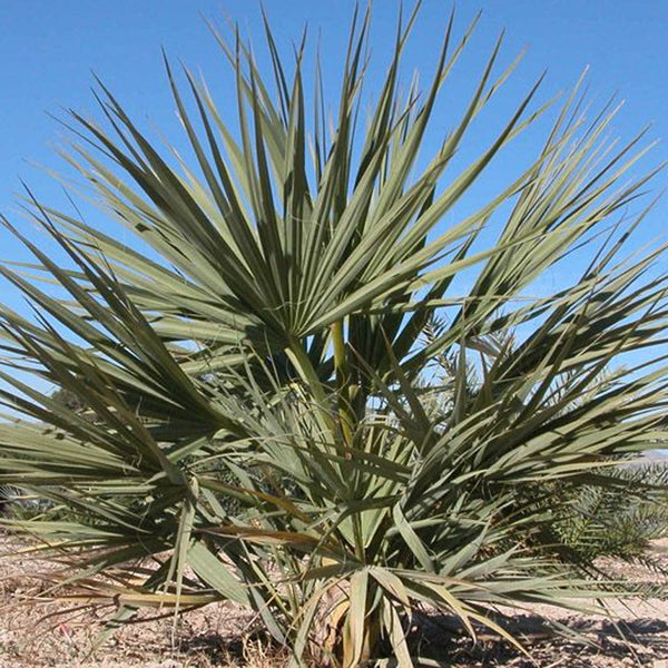 Nannorrhops