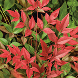 Nandina domestica (Heavenly Bamboo)