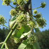 Nyssa ogeche (Ogeechee Tupelo)