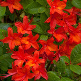 Rhododendron bakeri (Cumberland Azalea)