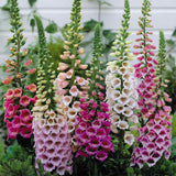 Digitalis purpurea 'Excelsior Mix' (Foxglove, Mixed - Excelsior Mix)