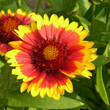 GAILLARDIA aristata (Blanketflower)