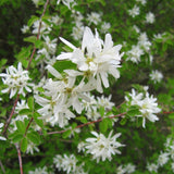 Amelanchier ovalis c.s. (European Amelanchier, Snowy Mespilus)