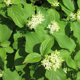 Cornus sanguinea (Bloodtwig Dogwood, European dogwood)