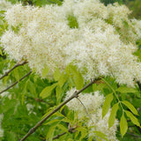 Fraxinus ornus (Flowering Ash)