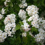 Crataegus monogyna (Single Seed English Hawthorn)