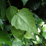 Betula pendula (alba) s.g. (European White Birch)